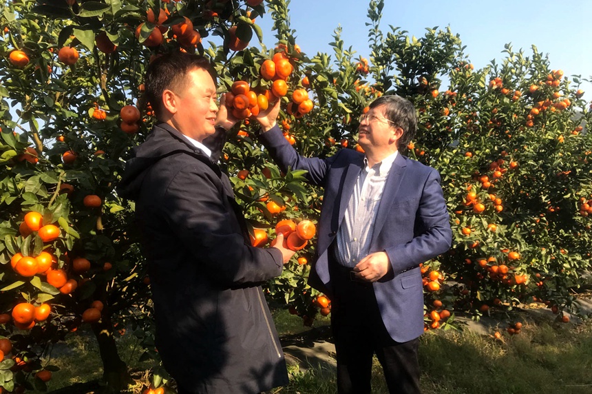 科技特派員到柑橘基地調研指導。德?？h委宣傳部供圖