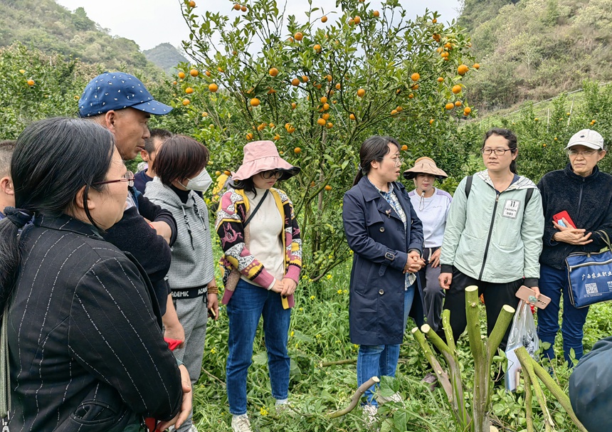 科技特派員進(jìn)行柑橘高接換種技術(shù)培訓。德?？h委宣傳部供圖